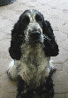 spanielvomstrootbach004.gif