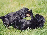 spanielvomstrootbach006.jpg