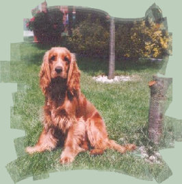 spanielvomstrootbach015.jpg