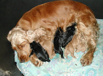 spanielvomstrootbach032.jpg