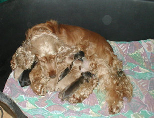 spanielvomstrootbach062.jpg