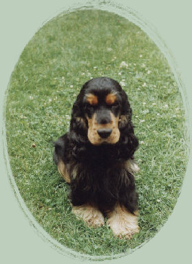 spanielvomstrootbach084.jpg