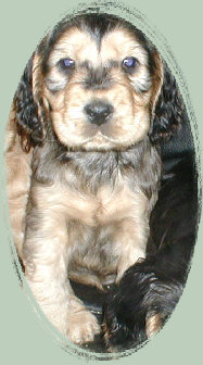 spanielvomstrootbach091.jpg