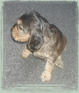 spanielvomstrootbach117.jpg