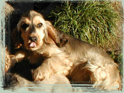 spanielvomstrootbach126.jpg
