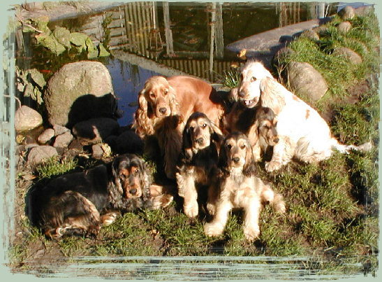 spanielvomstrootbach127.jpg