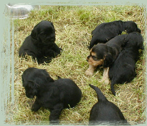 spanielvomstrootbach142.jpg